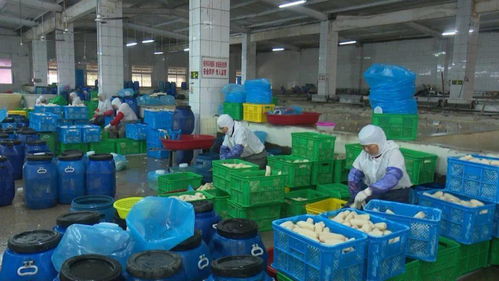 寶應縣強化藕制品企業執法檢查，依法整治藕渣亂倒問題